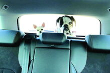 Cães da atriz estão a ser um problema para a mudança de casa 