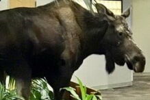 Alce invade hospital no Alasca