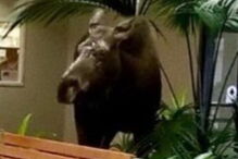 Alce invade hospital no Alasca