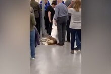 Cão recusa passar no detetor de metais de aeroporto