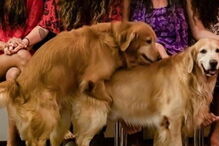 Cães arruinam fotografia de família 