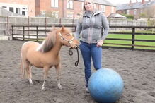 Cavalo futebolista de um ano faz sucesso na Internet