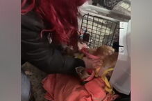 Cadela morre em porão de avião da TAP durante viagem