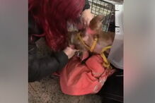 Cadela morre em porão de avião da TAP durante viagem