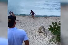 Crocodilo deixa turistas em pânico em praia no norte da Colômbia