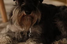 O cão de Assunção Cristas