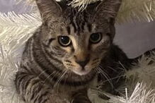 Gato 'guarda-redes' defende todas as bolas rematadas pelo dono