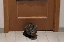 Gato 'guarda-redes' defende todas as bolas rematadas pelo dono