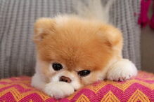 Morreu Boo, “o cão mais querido do mundo”