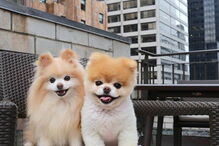 Morreu Boo, “o cão mais querido do mundo”