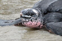 Tartaruga-de-couro ou Dermochelys coriacea é uma das maiores espécies de tartaruga marinha