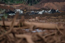 Pessoas e animais entre rios de lama causados pela rutura de barragem no Brasil