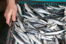 DIA remove mais de 24 mil latas de sardinha por possível falha de esterilização