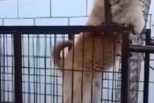 Cão descobre maneira de evitar exercício  