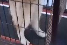 Cão descobre maneira de evitar exercício  