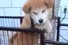 Cão descobre maneira de evitar exercício  