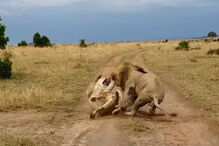 Leoa ataca jovem leão que a acordou intempestivamente, no Quénia