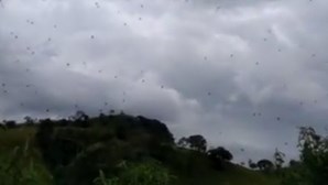 "Chuva de aranhas" no céu de Minas Gerais assusta população no Brasil