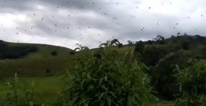 'Chuva de aranhas' no céu de Minas Gerais assusta moradores no Brasil