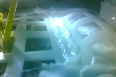 China plantou algodão na Lua