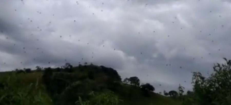 'Chuva de aranhas' no céu de Minas Gerais assusta moradores no Brasil
