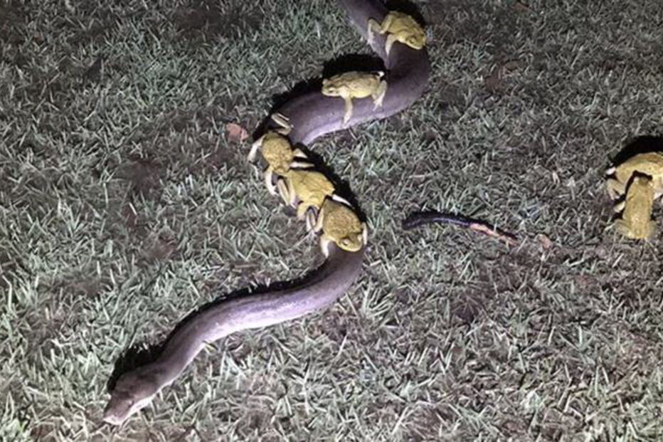 Cobra carrega sapos às costas na Austrália