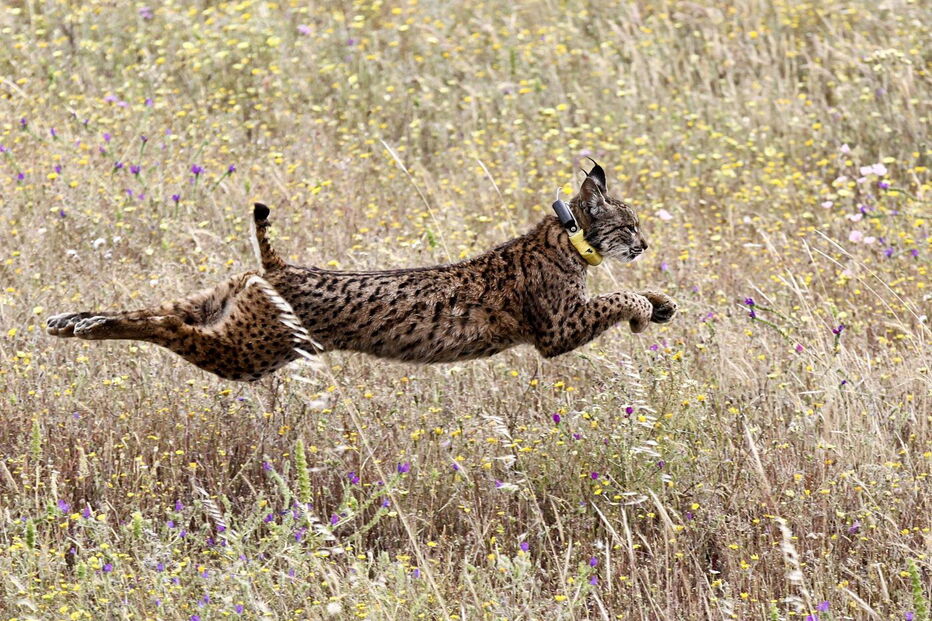 Lince-ibérico Mistral