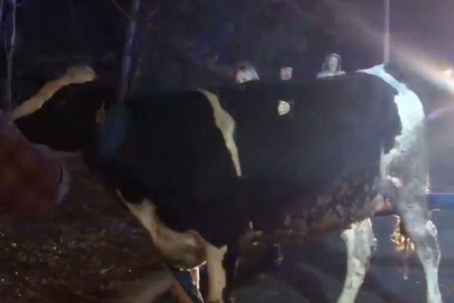 Vaca prenha foge de camião que a levava para um matadouro