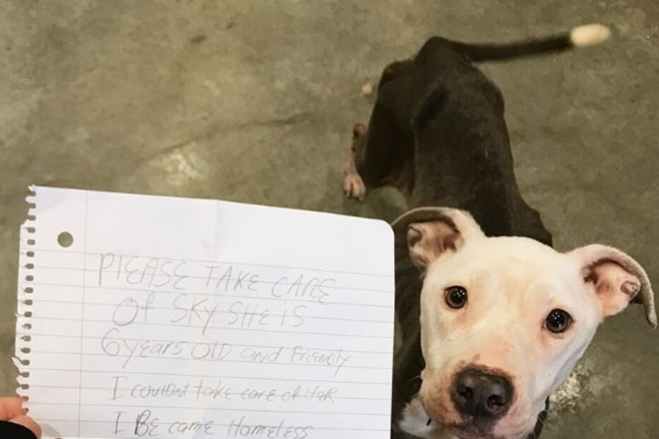 A carta emocionante de um dono sem-abrigo obrigado a abandonar a cadela