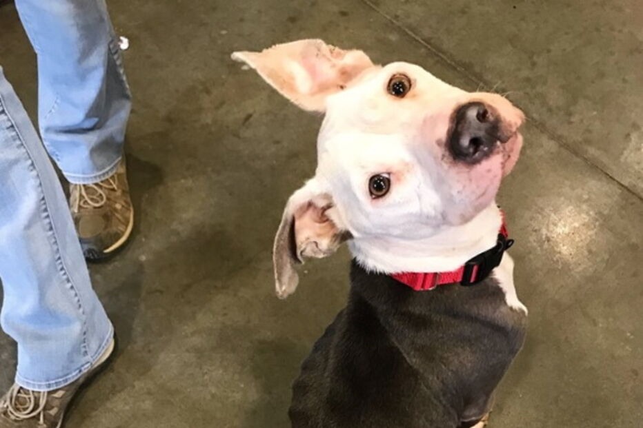 A carta emocionante de um dono sem-abrigo obrigado a abandonar a cadela