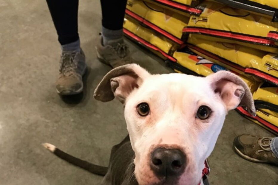 A carta emocionante de um dono sem-abrigo obrigado a abandonar a cadela