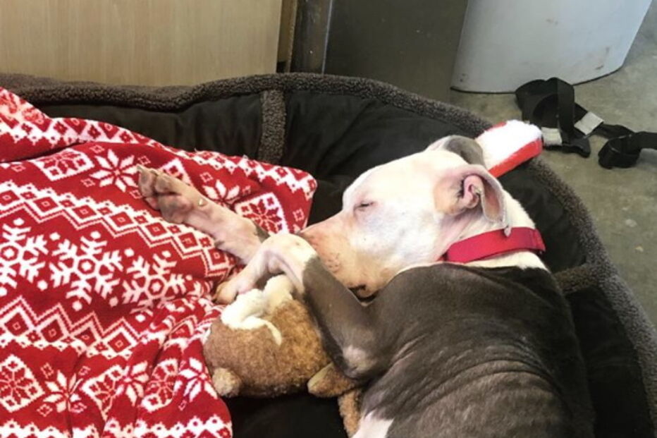 A carta emocionante de um dono sem-abrigo obrigado a abandonar a cadela