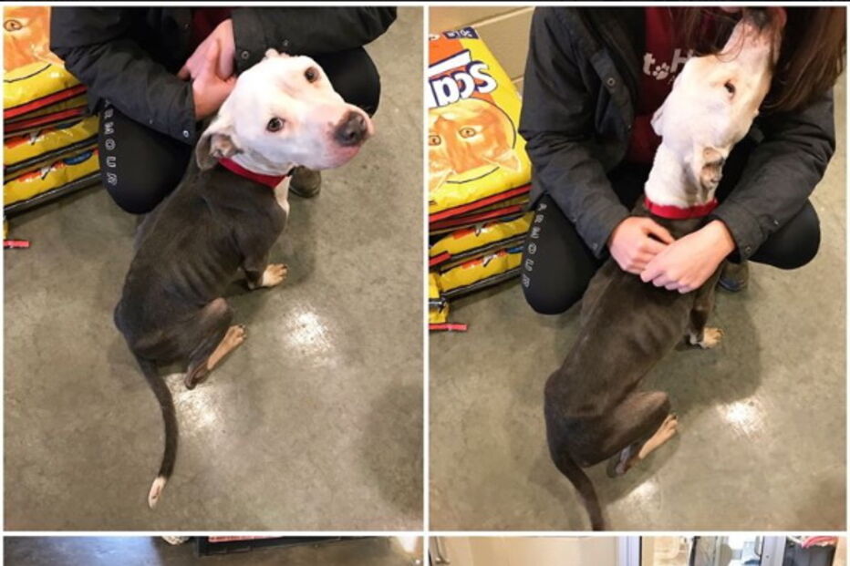 A carta emocionante de um dono sem-abrigo obrigado a abandonar a cadela