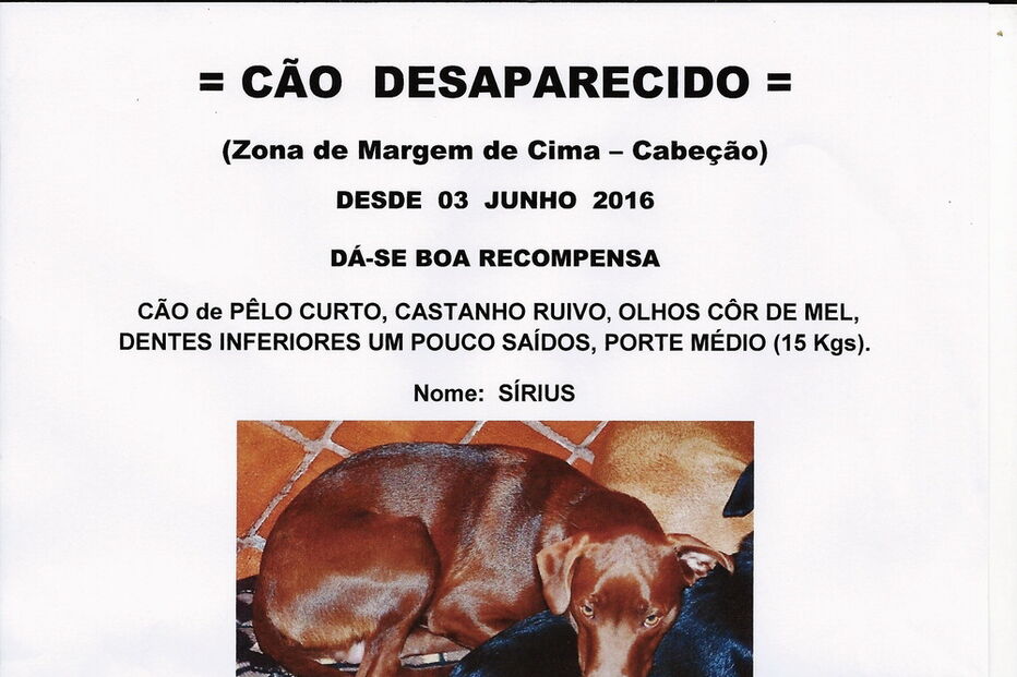 2019-01-06_16_26_25 1 - Jun 2016 - CÃO DESAPARECIDO - Sírius.jpg