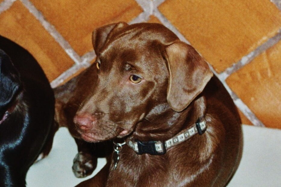 2019-01-06_16_26_25 2 - Ago 2011 - Sírios e Vega 2.JPG