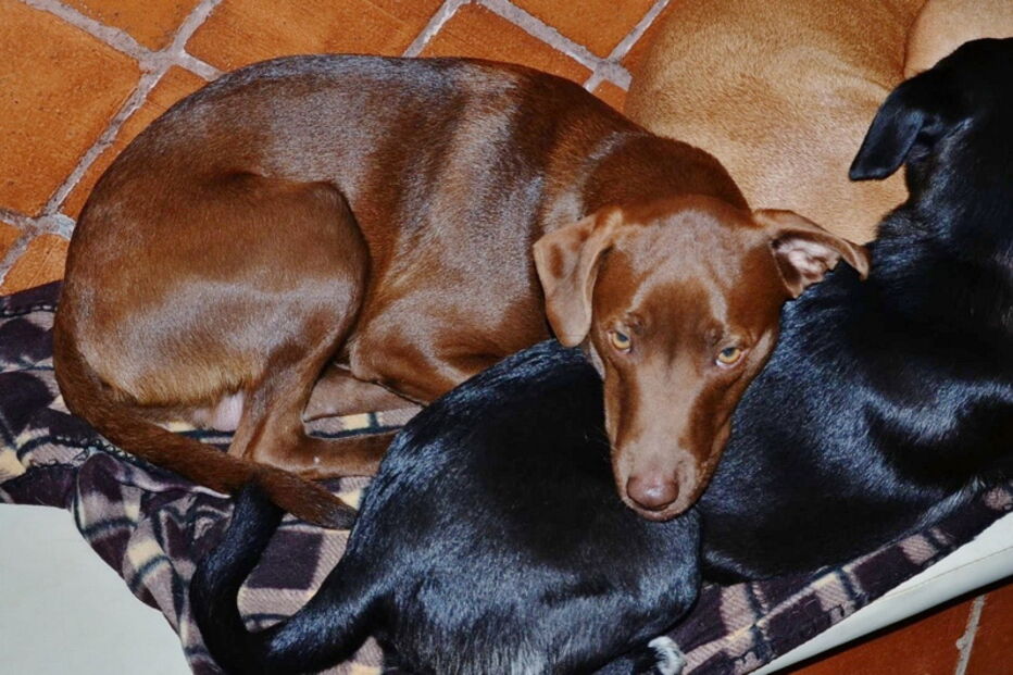 2019-01-06_16_26_26 3 - Dezº 2011 - Avó e Netos.JPG