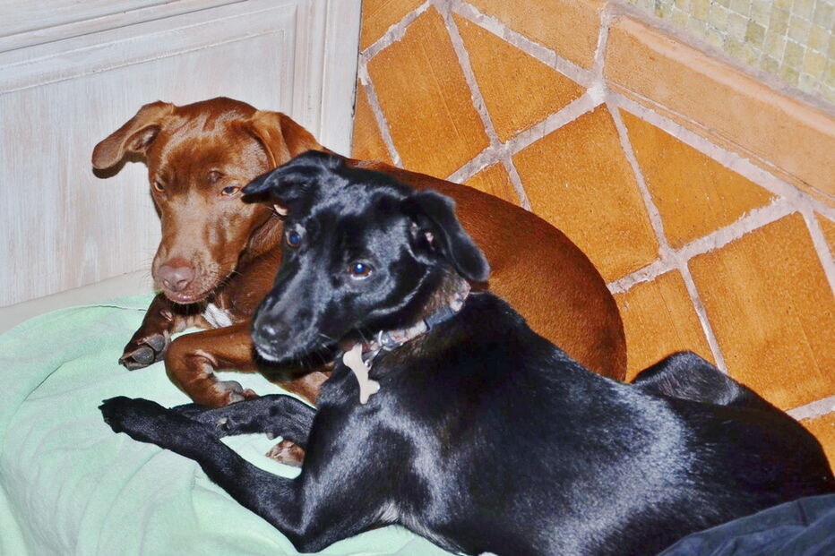 2019-01-06_16_26_26 4 - Dezº 2011 - Sirius e Vega no descanso.JPG