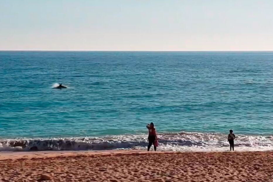Golfinhos dão 'espetáculo' na praia de Armação de Pêra