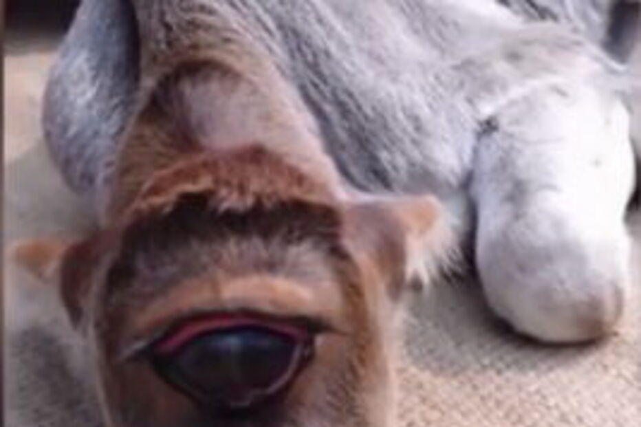 O bezerro com ciclopia