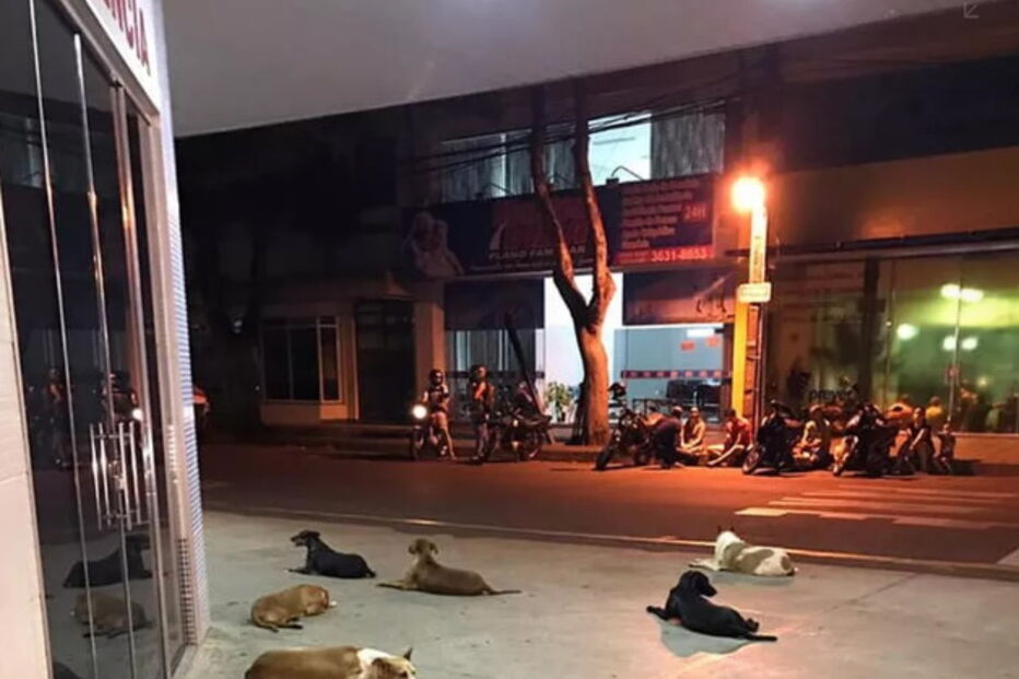 Cães perseguem ambulância durante quilómetros para acompanhar dono sem-abrigo