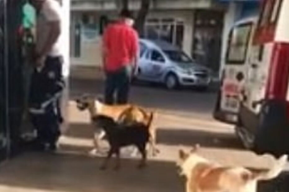 Cães perseguem ambulância durante quilómetros para acompanhar dono sem-abrigo