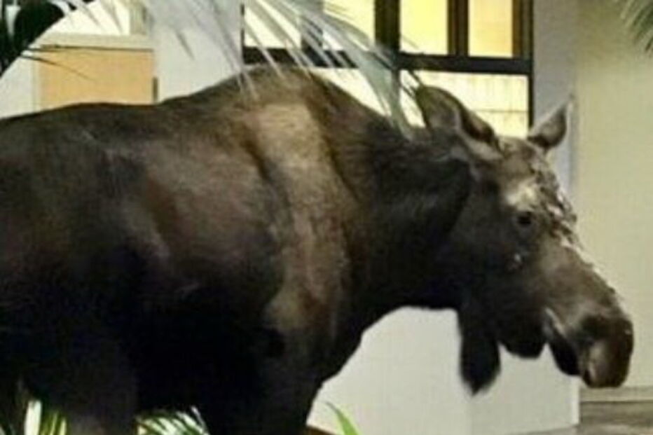 Alce invade hospital no Alasca