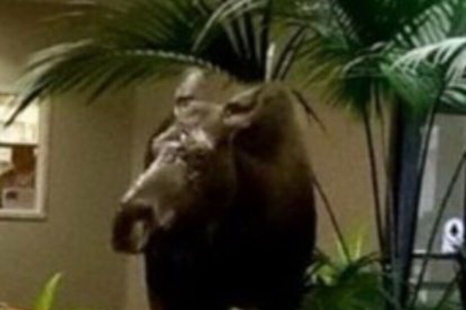 Alce invade hospital no Alasca