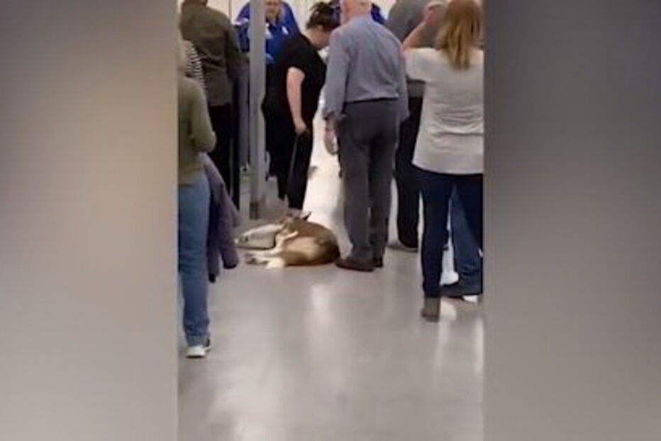 Cão recusa passar no detetor de metais de aeroporto