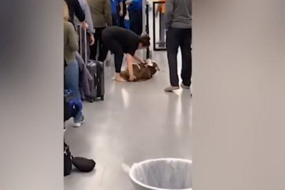 Cão recusa passar no detetor de metais de aeroporto