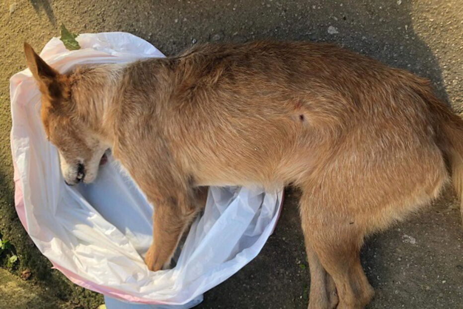 Cão morto a tiro em aldeia de Penacova