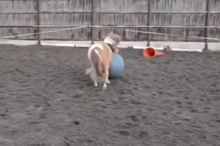 Cavalo futebolista de um ano faz sucesso na Internet