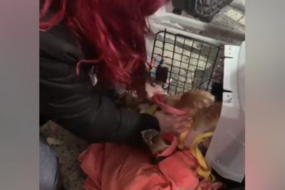 Cadela morre em porão de avião da TAP durante viagem