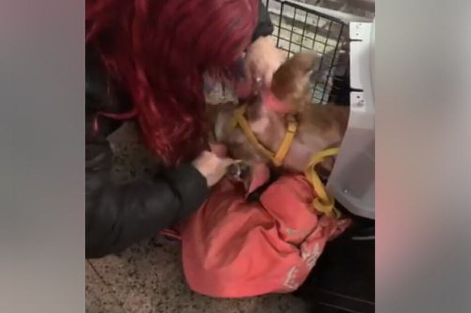 Cadela morre em porão de avião da TAP durante viagem