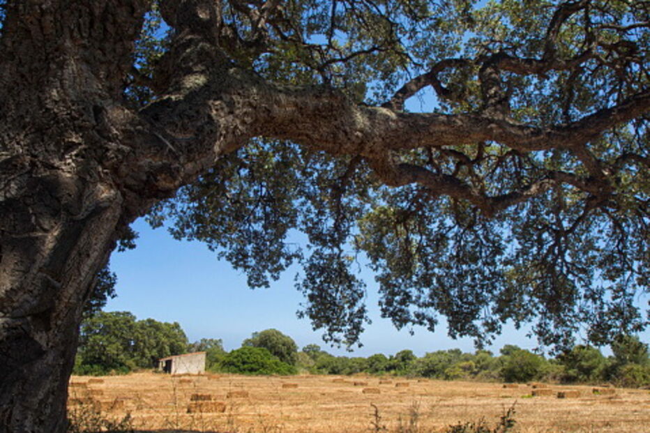 Oliveira do Hospital doa 250 mil árvores nativas para travar eucalipto